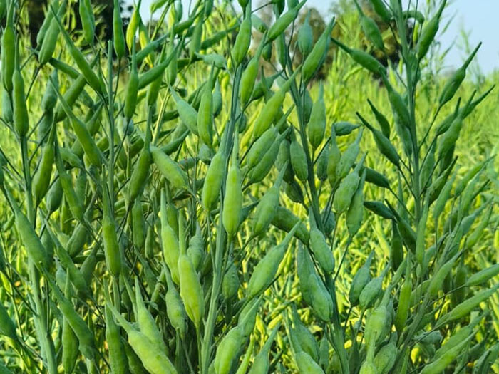 ASTHA AGRO SEEDS