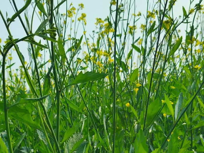 ASTHA AGRO SEEDS