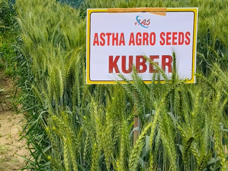 ASTHA AGRO SEEDS