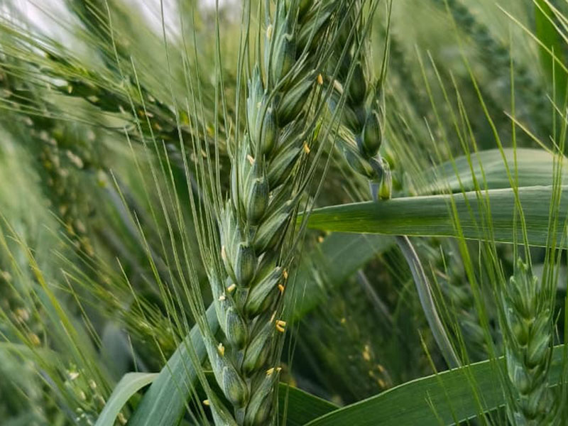ASTHA AGRO SEEDS