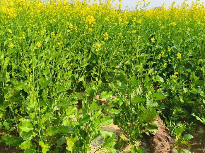 ASTHA AGRO SEEDS
