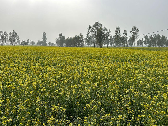 ASTHA AGRO SEEDS