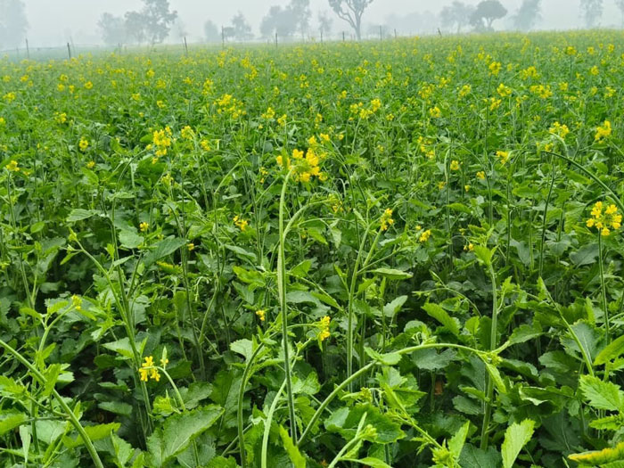 ASTHA AGRO SEEDS