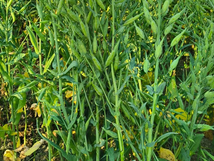 ASTHA AGRO SEEDS