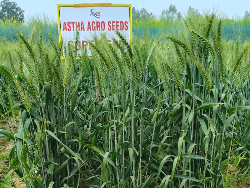 ASTHA AGRO SEEDS