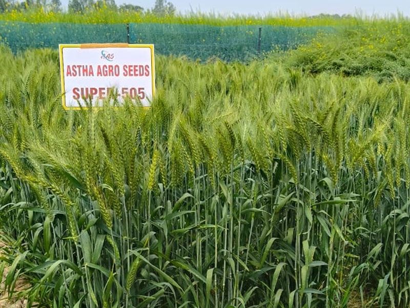 ASTHA AGRO SEEDS