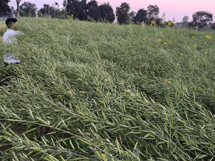 ASTHA AGRO SEEDS