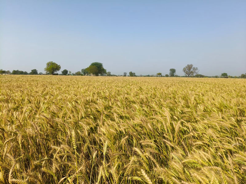 ASTHA AGRO SEEDS