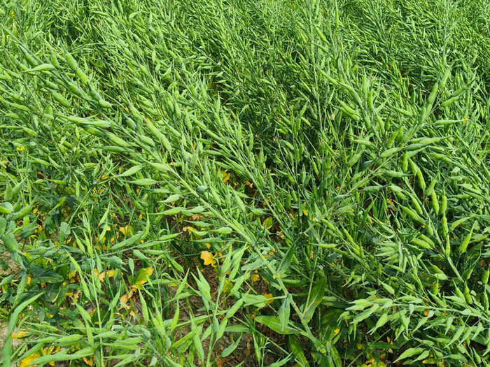 ASTHA AGRO SEEDS