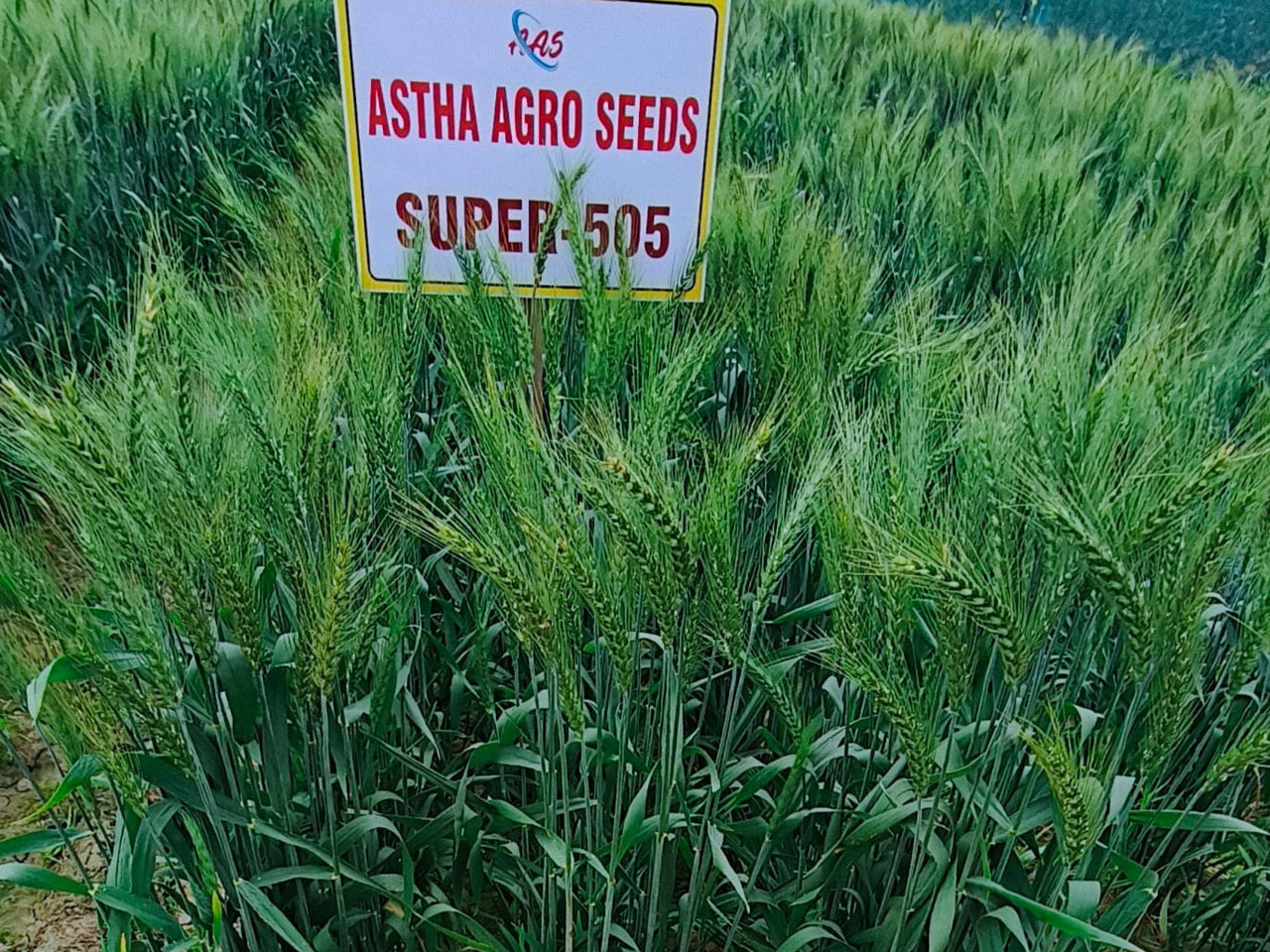 ASTHA AGRO SEEDS