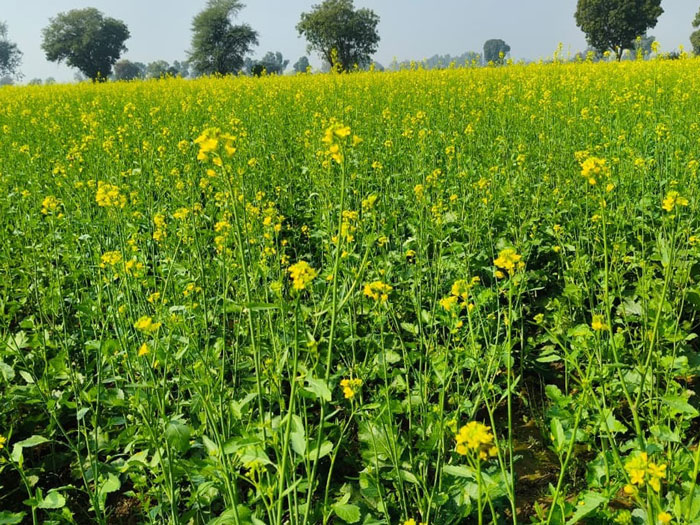 ASTHA AGRO SEEDS
