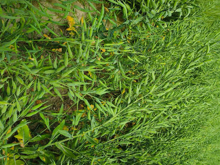 ASTHA AGRO SEEDS