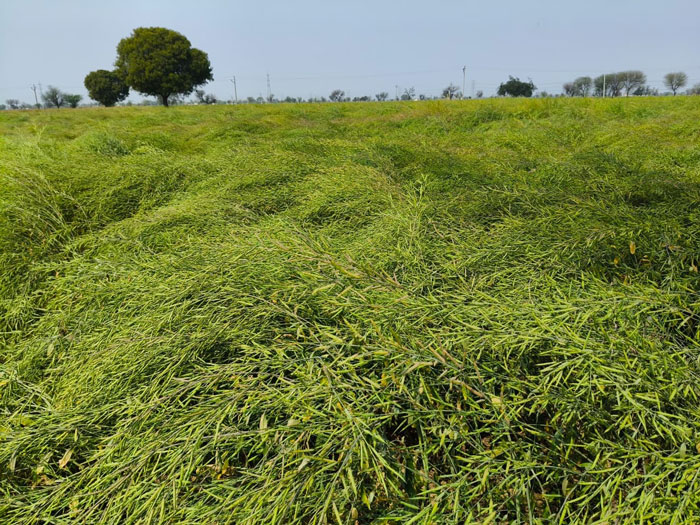 ASTHA AGRO SEEDS