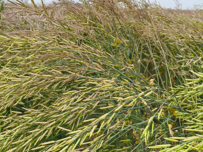 ASTHA AGRO SEEDS