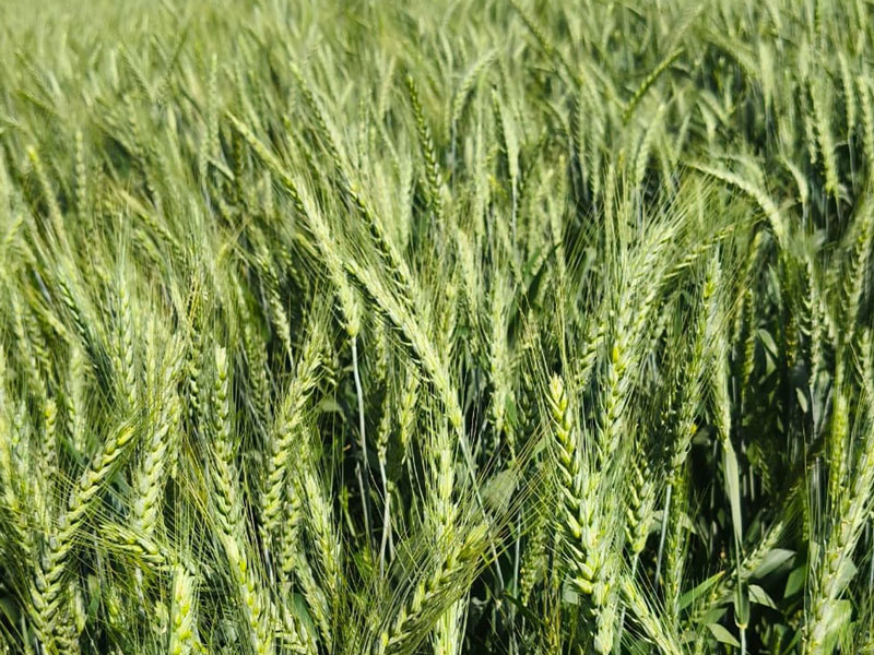 ASTHA AGRO SEEDS