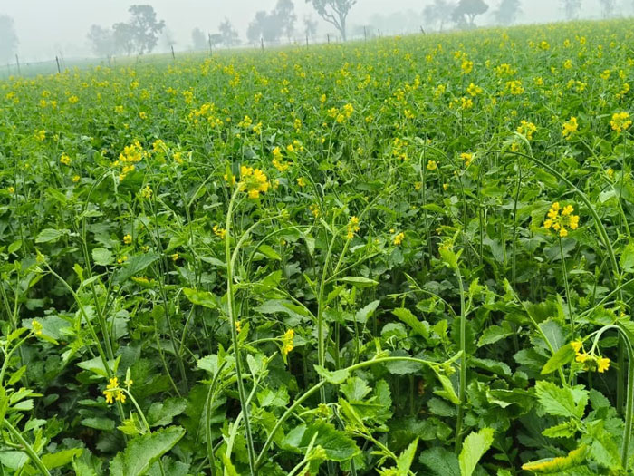 ASTHA AGRO SEEDS