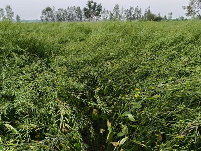 ASTHA AGRO SEEDS