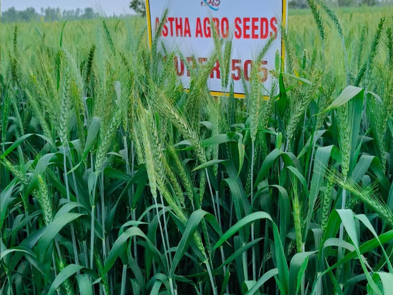 ASTHA AGRO SEEDS