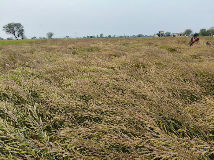 ASTHA AGRO SEEDS