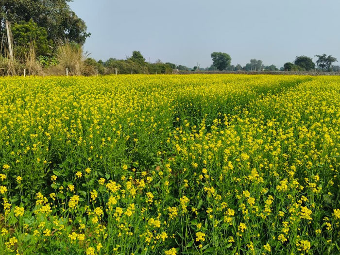 ASTHA AGRO SEEDS