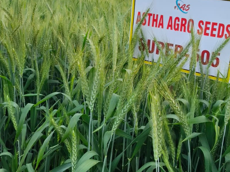ASTHA AGRO SEEDS