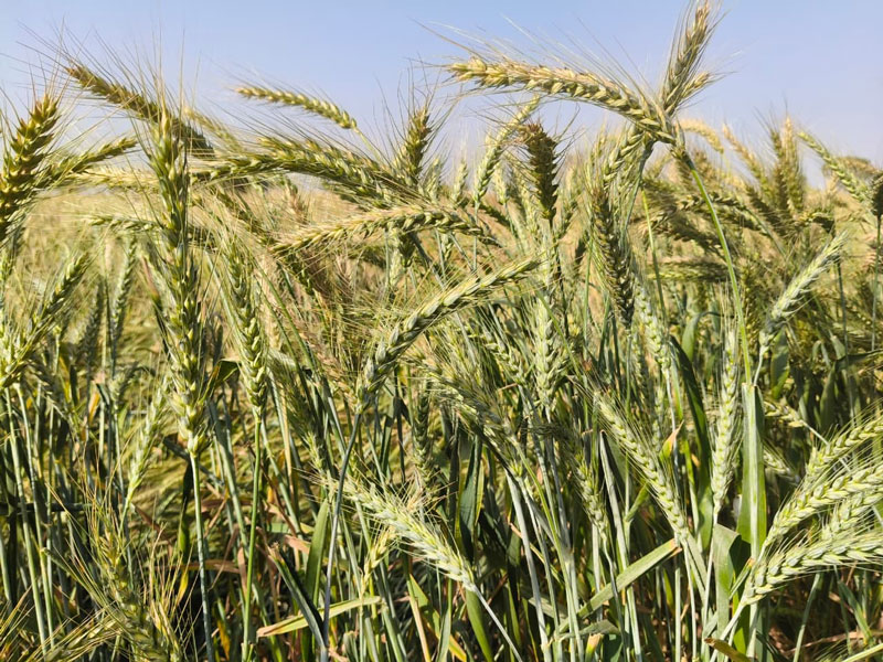 ASTHA AGRO SEEDS