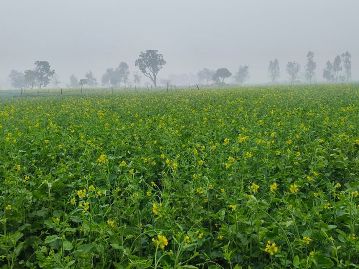 ASTHA AGRO SEEDS