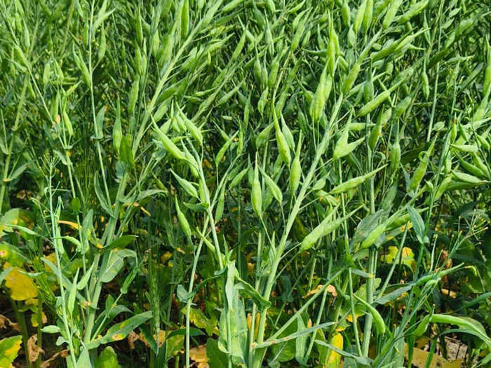 ASTHA AGRO SEEDS