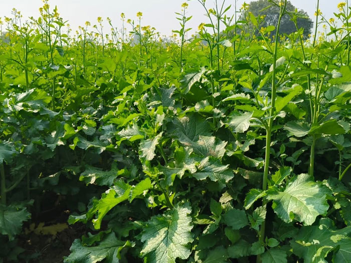 ASTHA AGRO SEEDS