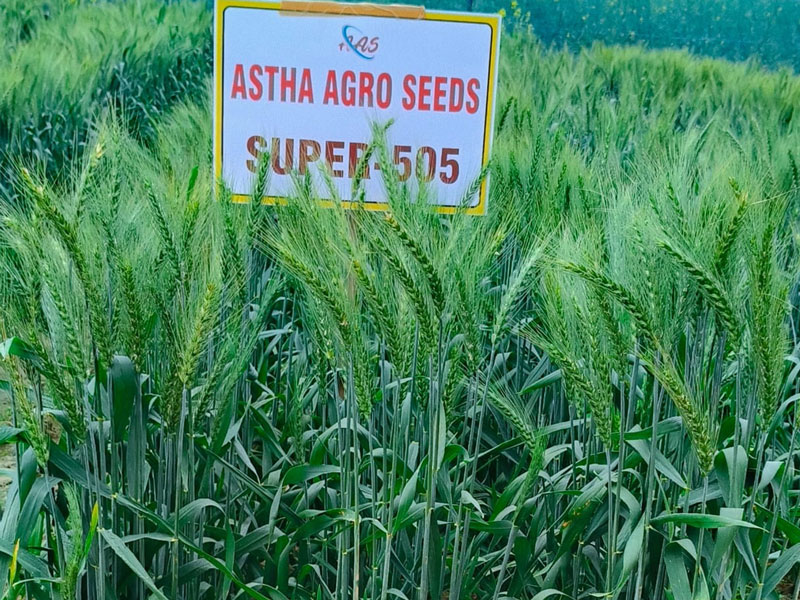 ASTHA AGRO SEEDS