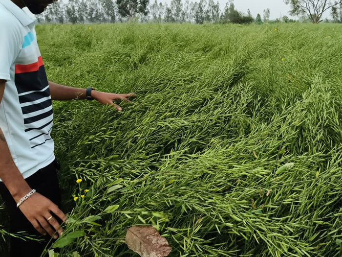 ASTHA AGRO SEEDS