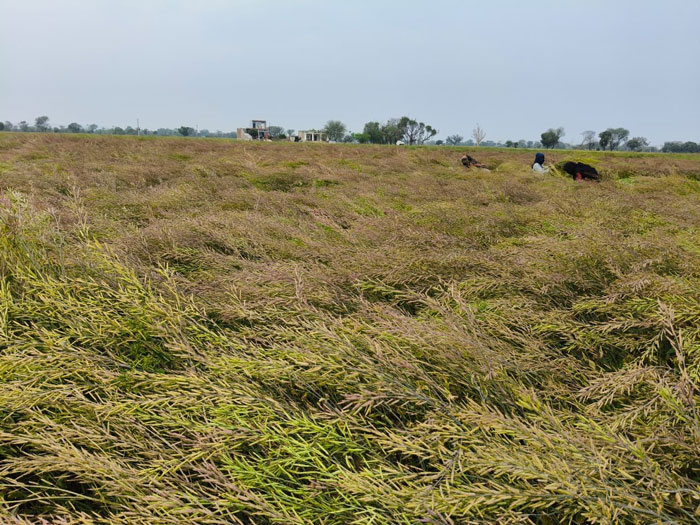 ASTHA AGRO SEEDS
