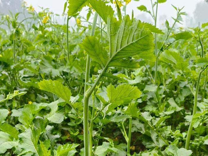 ASTHA AGRO SEEDS