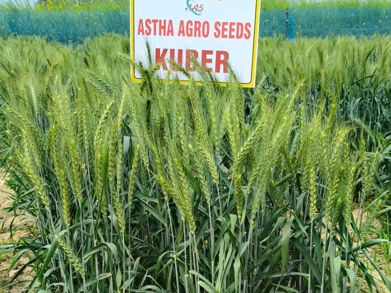 ASTHA AGRO SEEDS