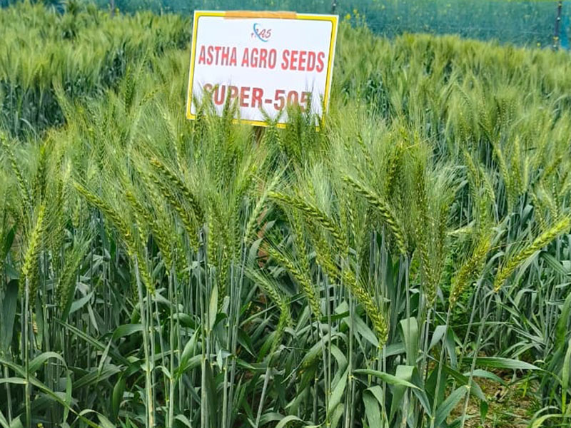 ASTHA AGRO SEEDS