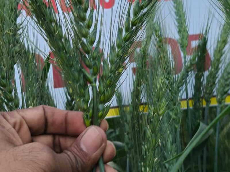 ASTHA AGRO SEEDS