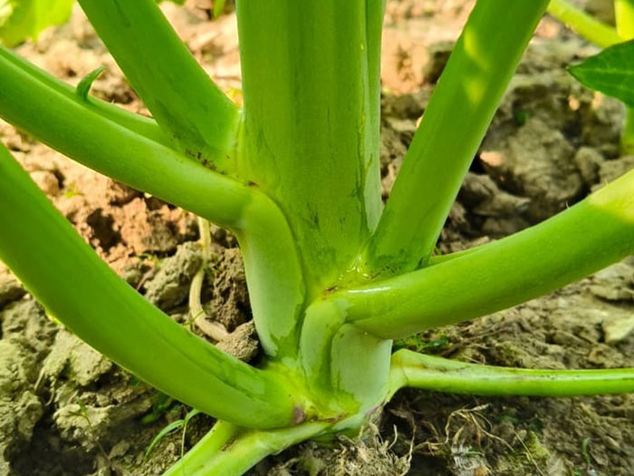 ASTHA AGRO SEEDS