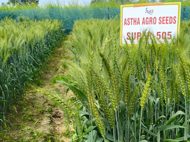ASTHA AGRO SEEDS