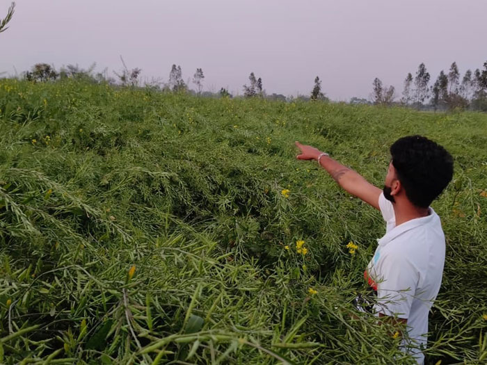 ASTHA AGRO SEEDS