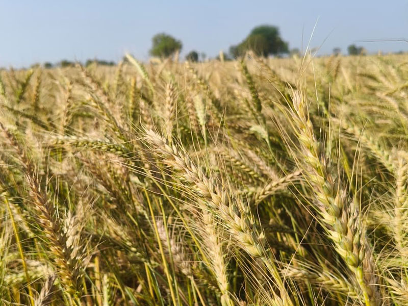 ASTHA AGRO SEEDS