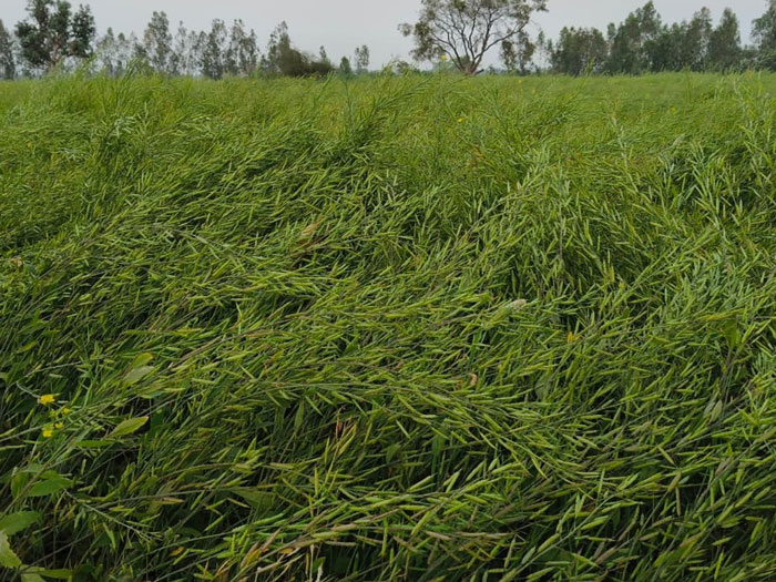 ASTHA AGRO SEEDS