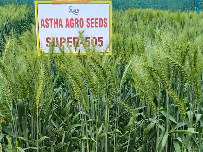 ASTHA AGRO SEEDS