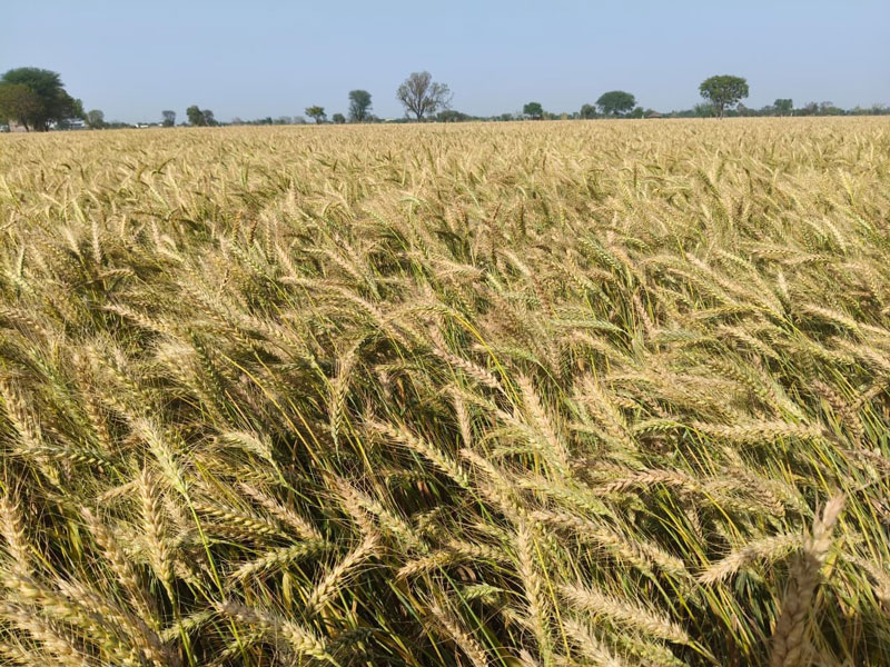 ASTHA AGRO SEEDS