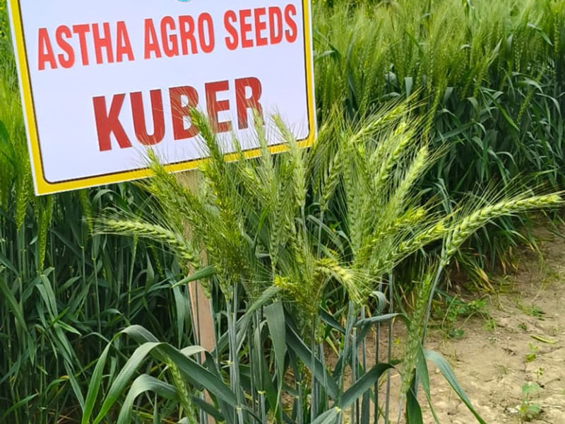 ASTHA AGRO SEEDS