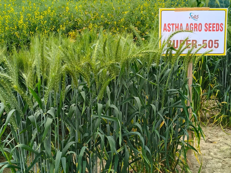 ASTHA AGRO SEEDS