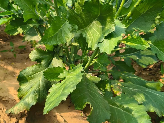ASTHA AGRO SEEDS
