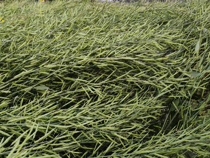 ASTHA AGRO SEEDS