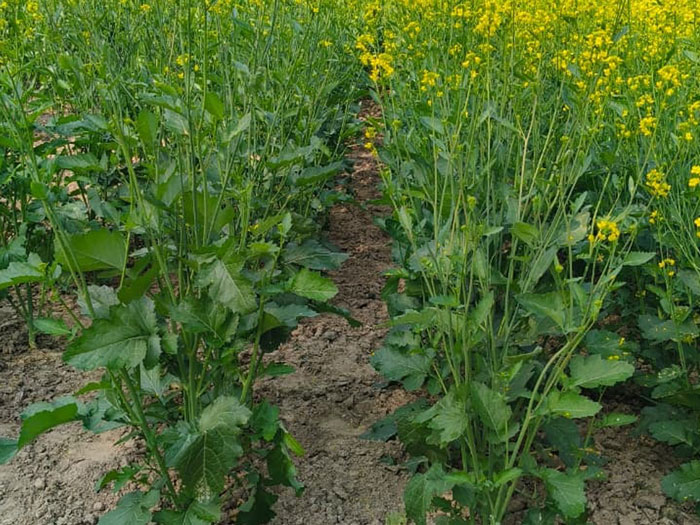 ASTHA AGRO SEEDS