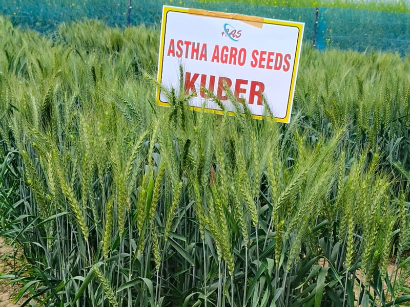ASTHA AGRO SEEDS