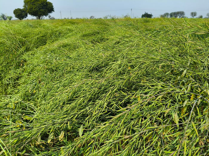 ASTHA AGRO SEEDS